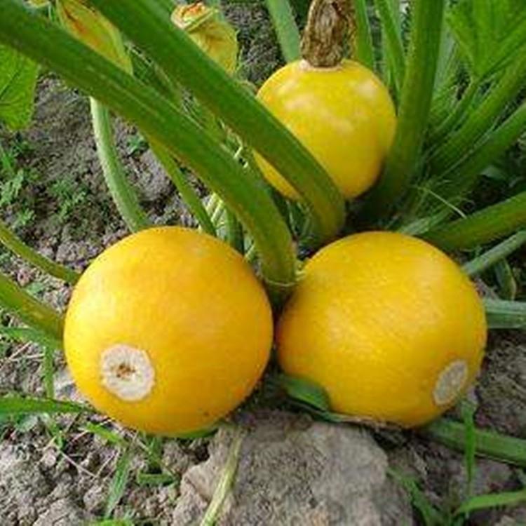Hạt Giống Bí Ngòi Tròn Vàng 2gr/gói