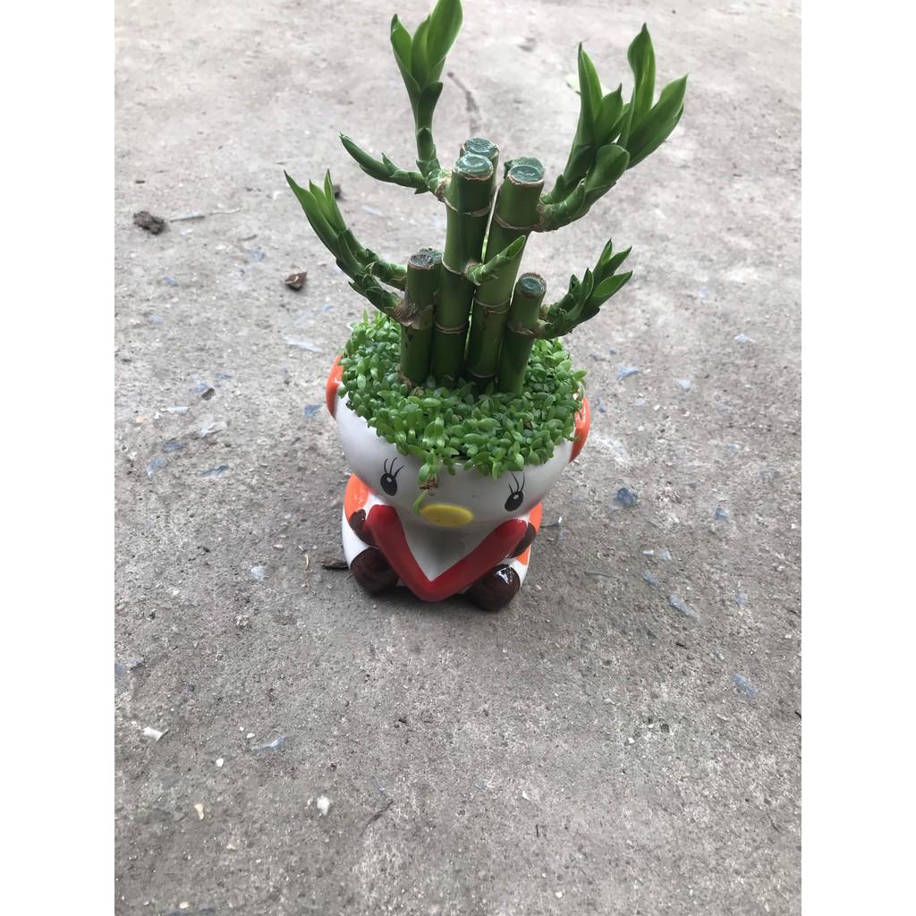 Chậu cây Phát Lộc- Cây Mini để bàn