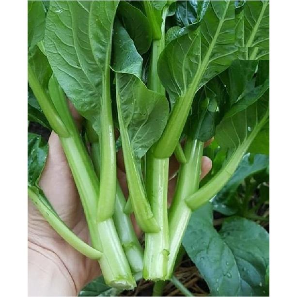 Hạt giống rau Cải ngồng xanh Mập dể trồng-gói 100gram/tặng kèm gói phân bón lót