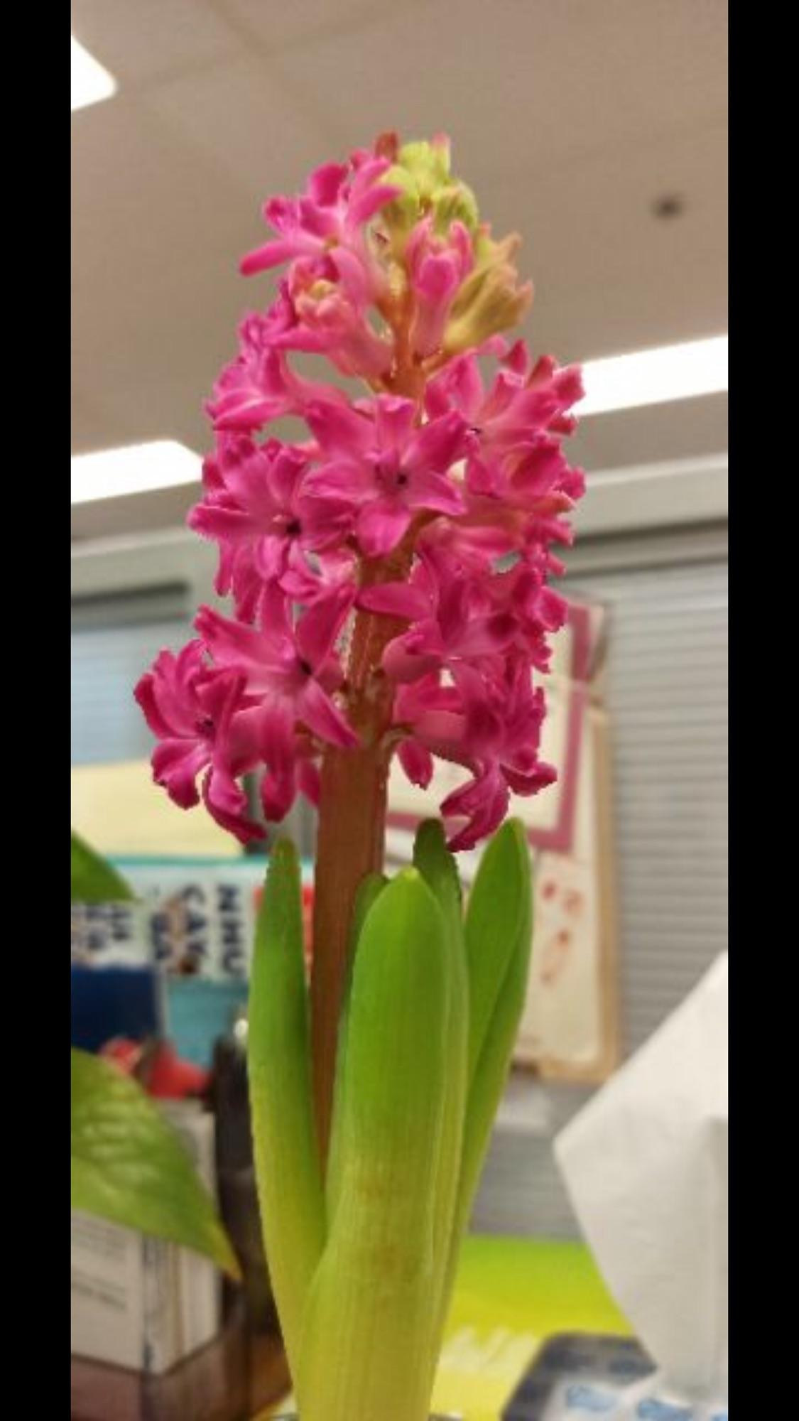 Củ Ông Tiên Kèm Chậu