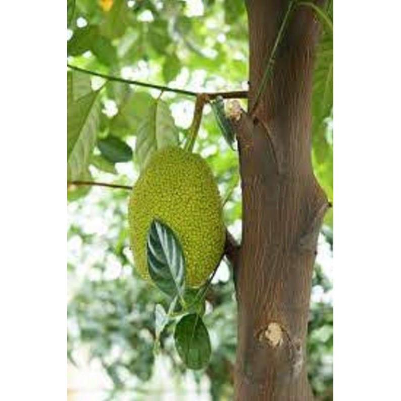 CÂY MÍT TA GIỐNG - Nhanh Quả thơm ngon nhiều múi