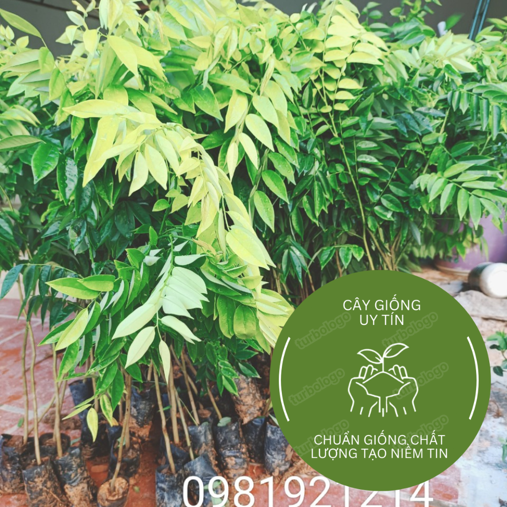 Combo 10 Cây Sưa Đỏ Cao 60 Cm