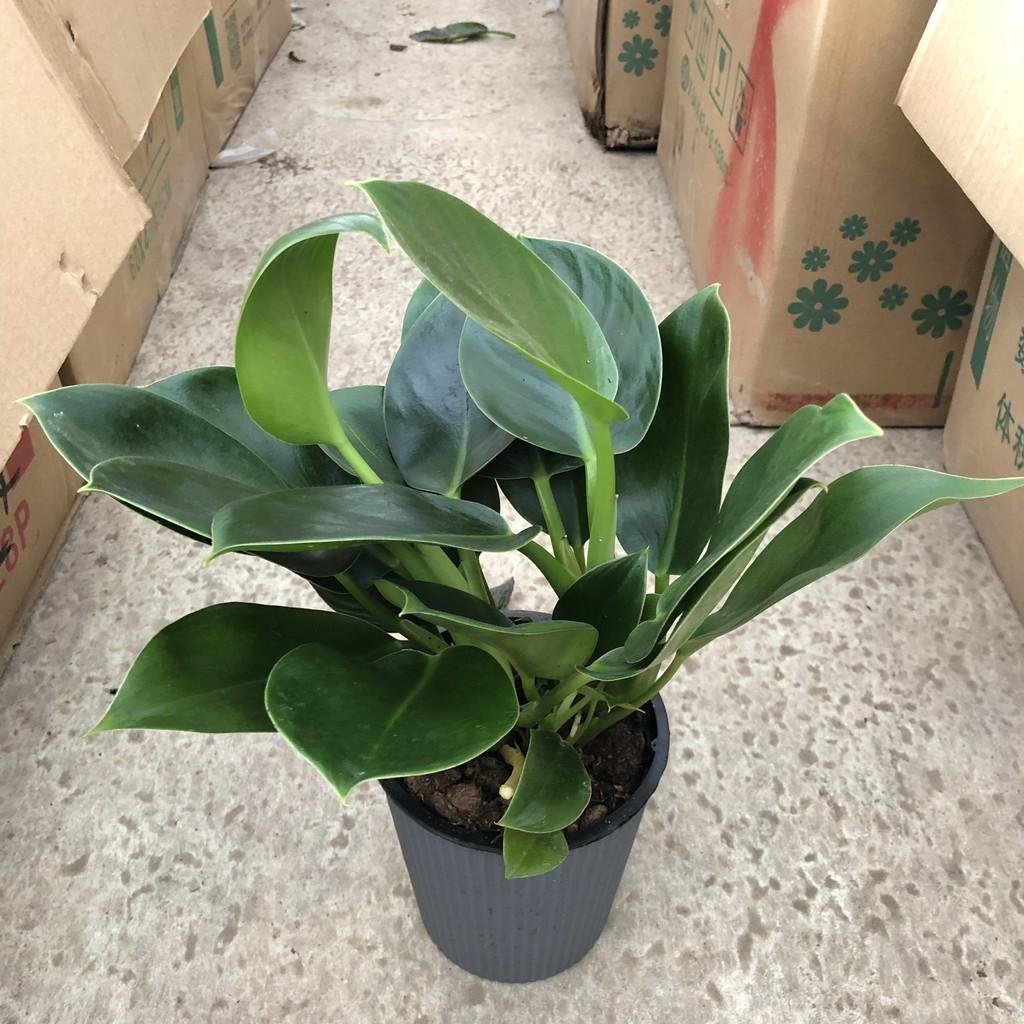 Cây trầu bà đế vương xanh để bàn, chiều cao 15-20cm sức sống khỏe dễ chăm sóc, cây thích hợp trang trí nội thất, để bàn
