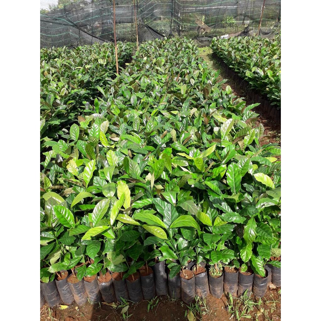 Cây giống Cà Phê Arabica cao đẹp như hình.