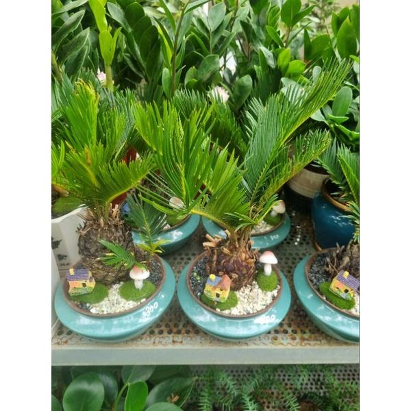 Chậu cây vạn tuế