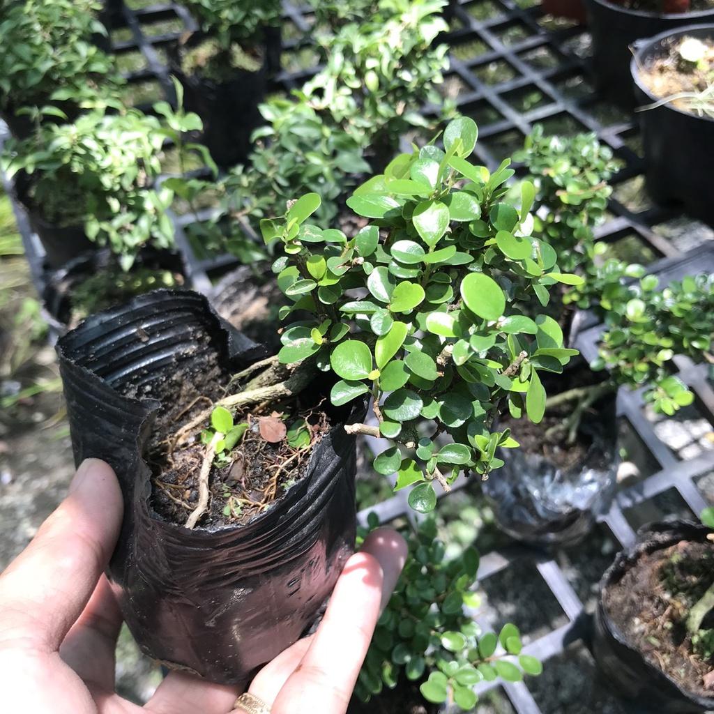 Cây Sam Trái mini trang trí seup bình terrarium-bán cạn