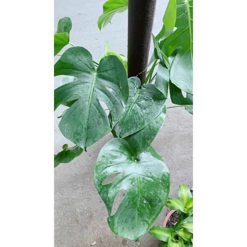 Trầu Bà Lá Rách Leo