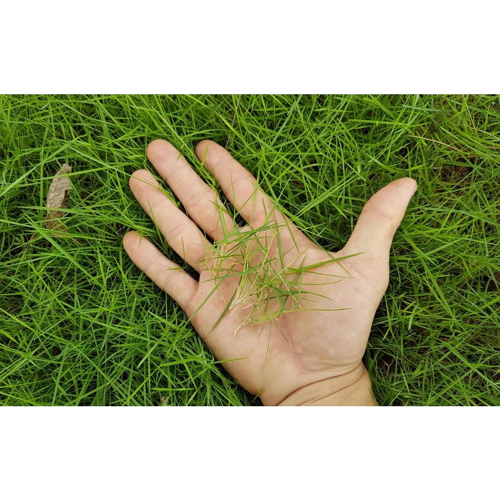 500g Hạt giống cỏ Nhung Nhật, hạt cỏ chất lượng cao, làm thảm sân vườn biệt thự, công trình