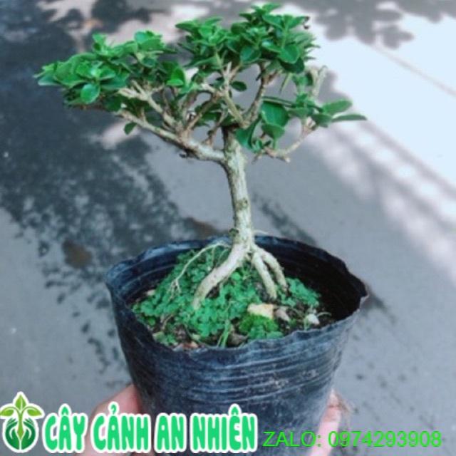 Cây Sam Hương