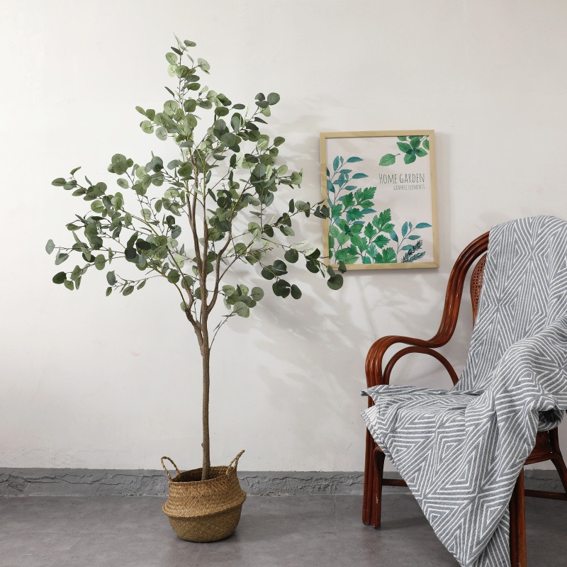 Cây Bạch đàn cao 1m3