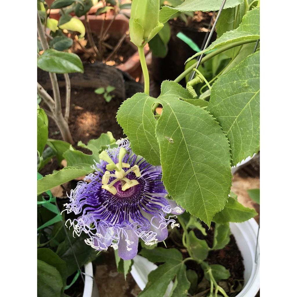 CHẬU HOA LEO Sao Biển , đủ màu, MÀU TÙY CHỌN