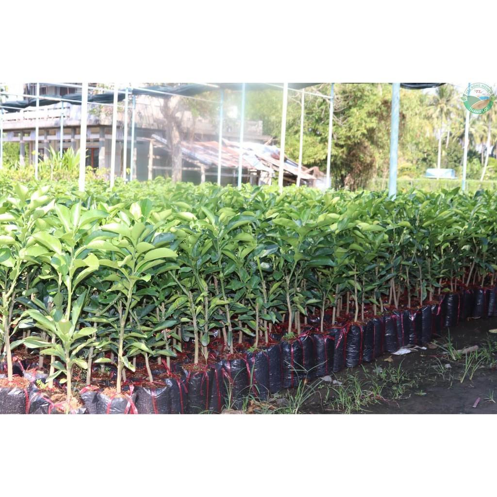 CÂY GIỐNG BƯỞI VÀNG SIÊU NGON SIÊU QUẢ- CAM KÊT GIỐNG CHUẨN F1 + Tặng 01 cây dâu da đất( bòn bon)