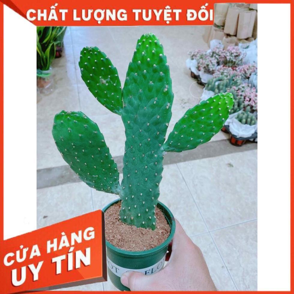 Xương rồng Nhiều Người Mua