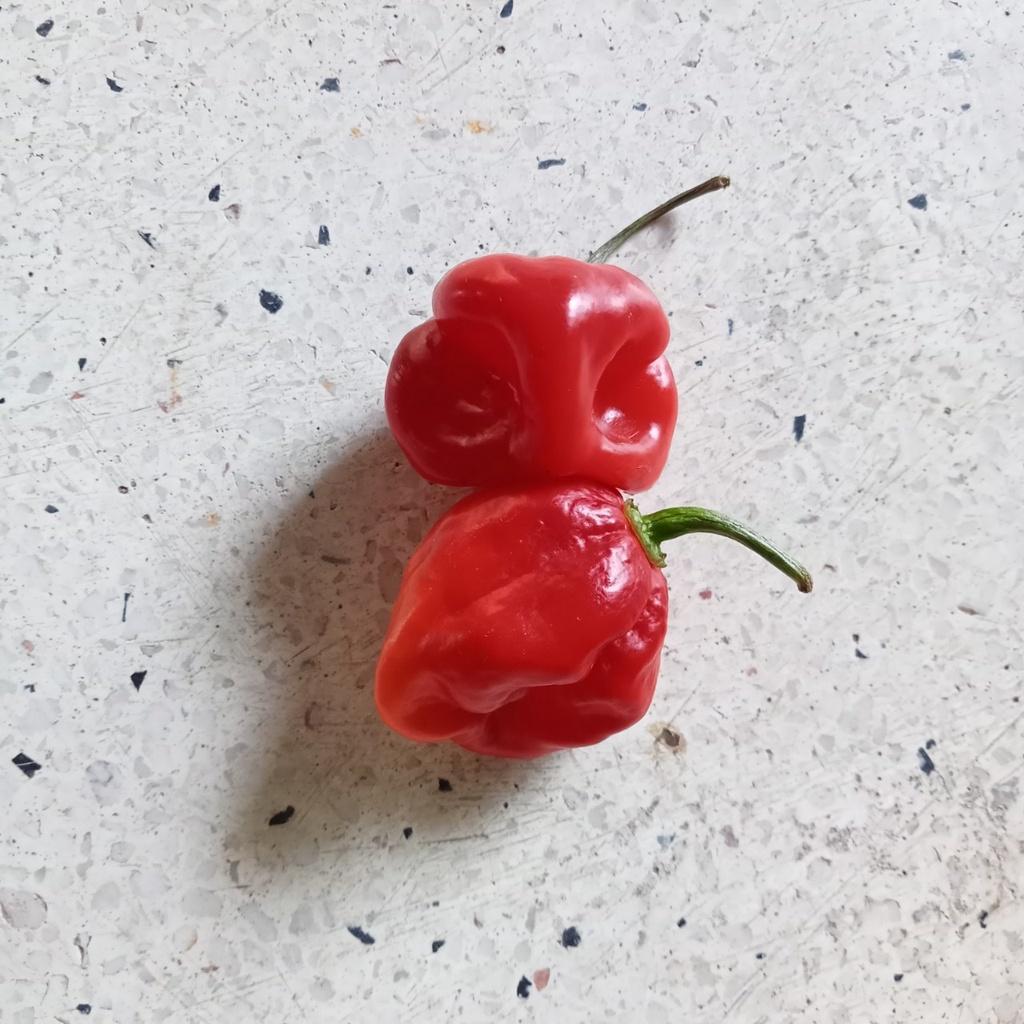 5 Hạt Giống Ớt Habanero Red Siêu Cay