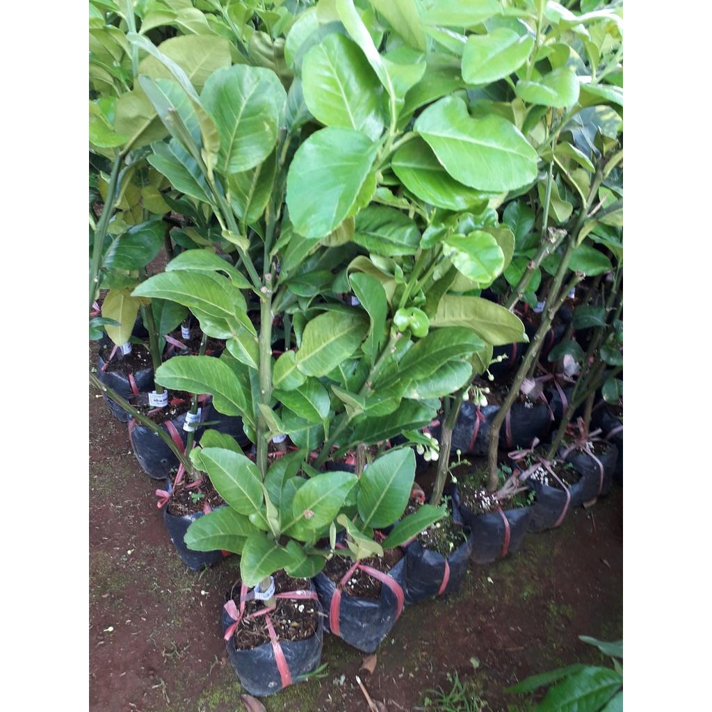 Cây giống Bưởi Da Xanh RUỘT HỒNG