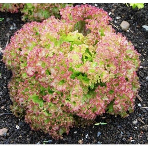 Hạt Giống Xà Lách Tím Lollo Rossa