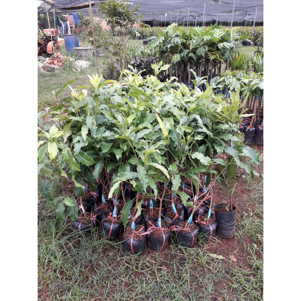 CÂY GIỐNG VÚ SỮA HOÀNG KIM .