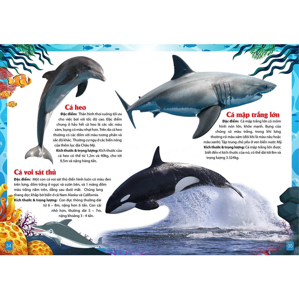 Khám Phá Động Vật 5 Châu Châu Mỹ -