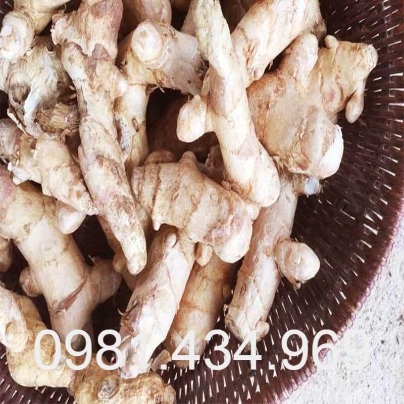 Nghệ Trắng Tươi 01Kg Chuẩn Rừng