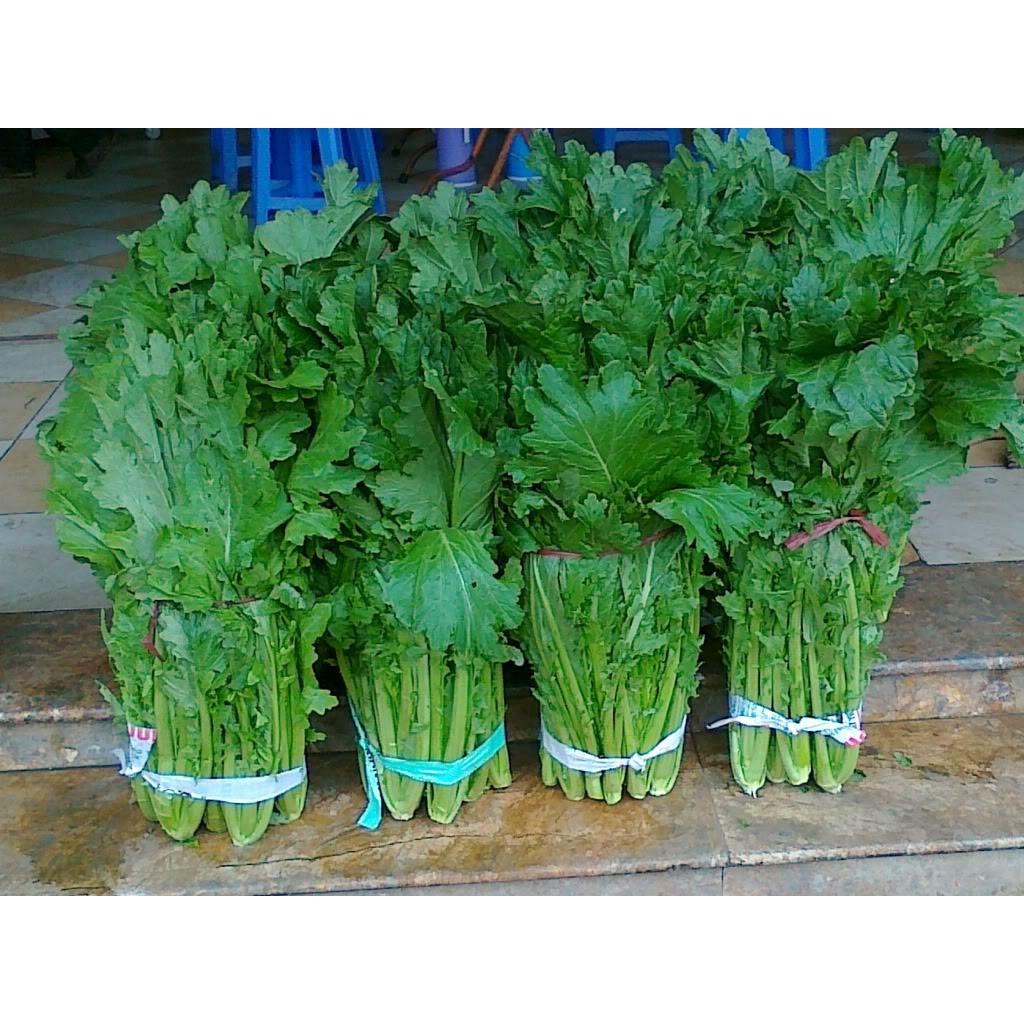 Hạt giống cải mèo