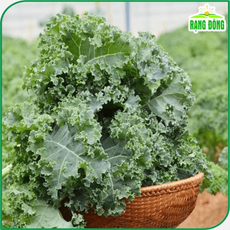 Hạt giống Cải Xoăn Kale Kháng Bệnh Tốt, Trồng Quanh Năm (gói 5 gram) - Hạt giống Rạng Đông