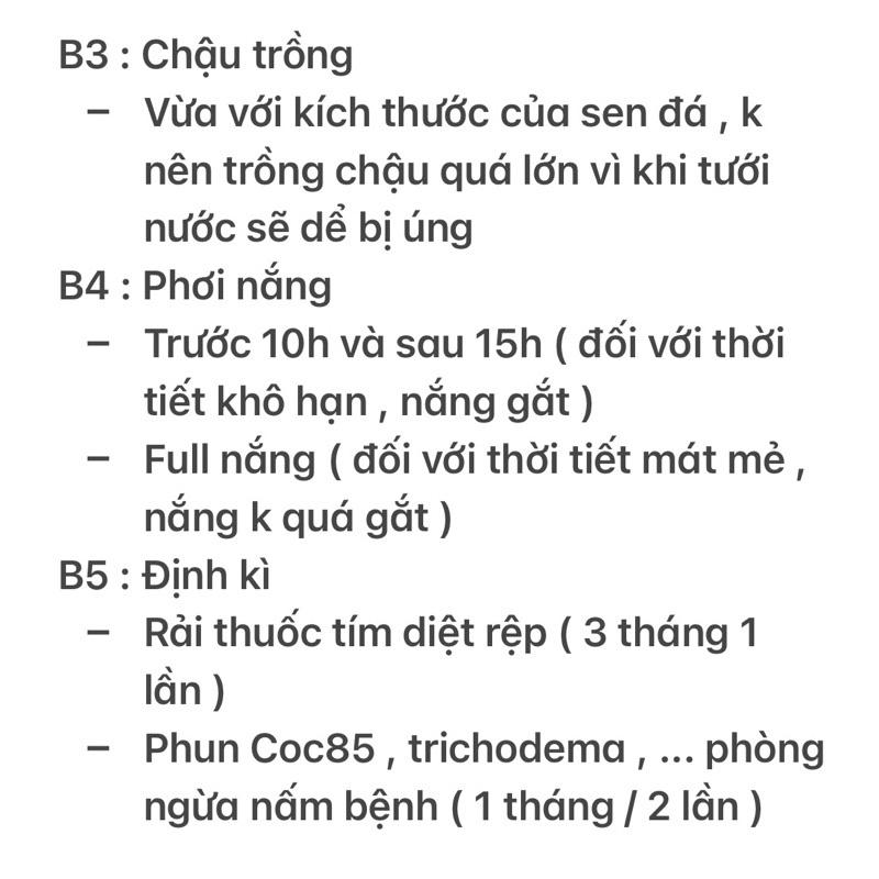 Sen Đá Sỏi Thiên Thanh Mini ( 3cm ) - có mùi thơm nhẹ khi cây khoẻ , đủ nắng