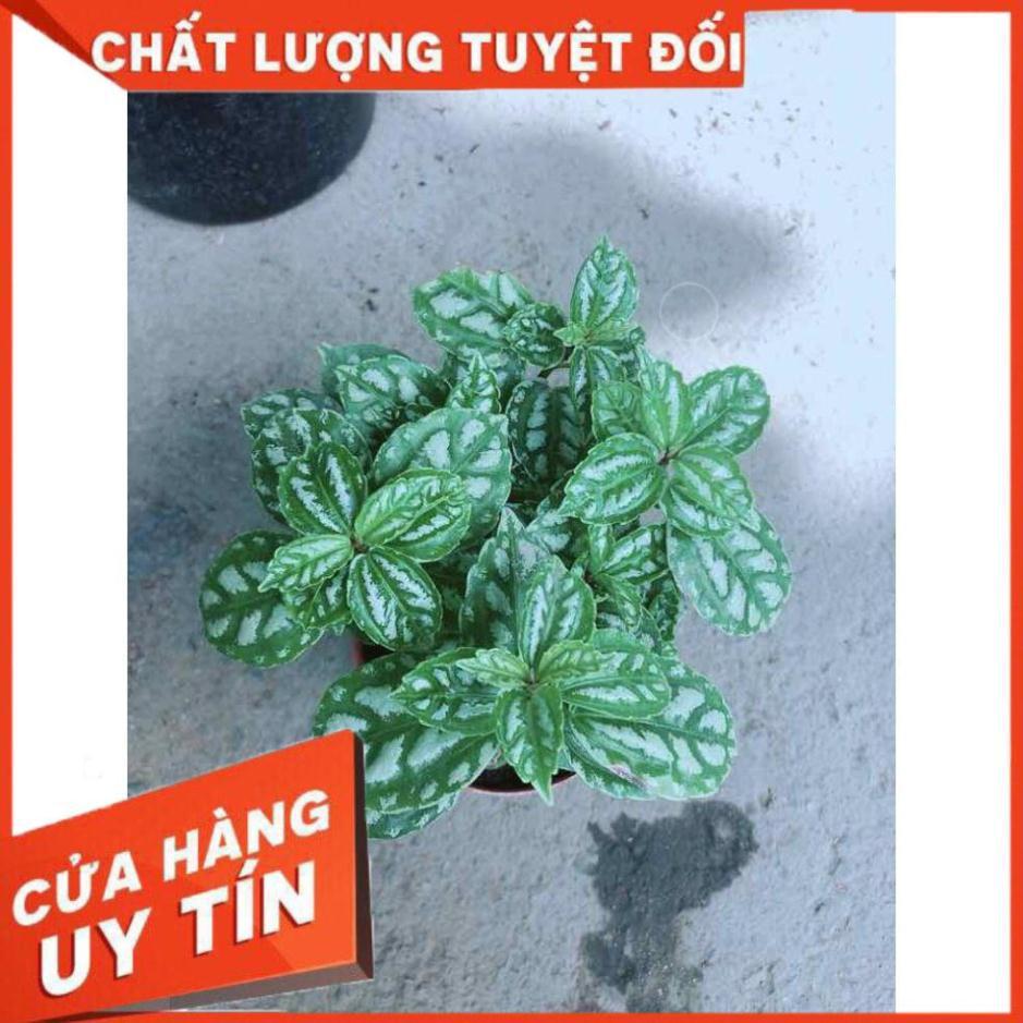 Cây Lá Bạc Nhiều Người Mua