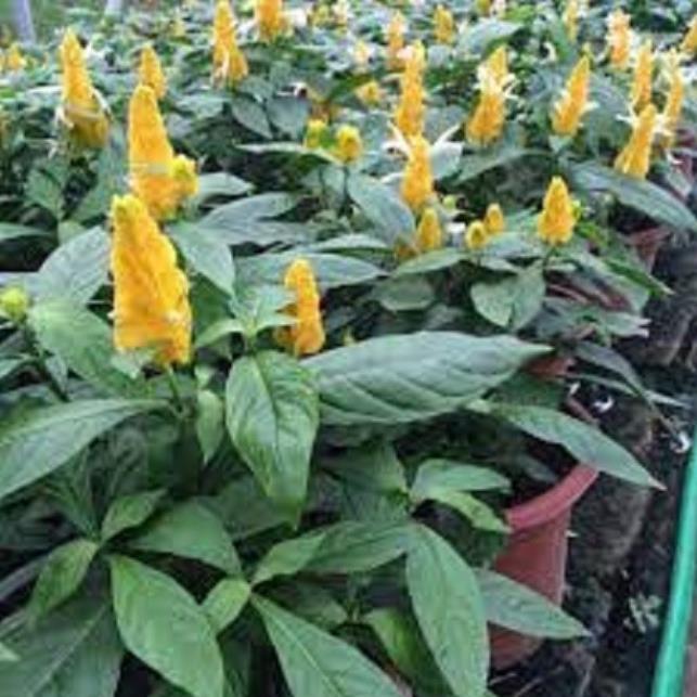 Chậu cây hoa rồng nhả ngọc - Hoa bền đẹp