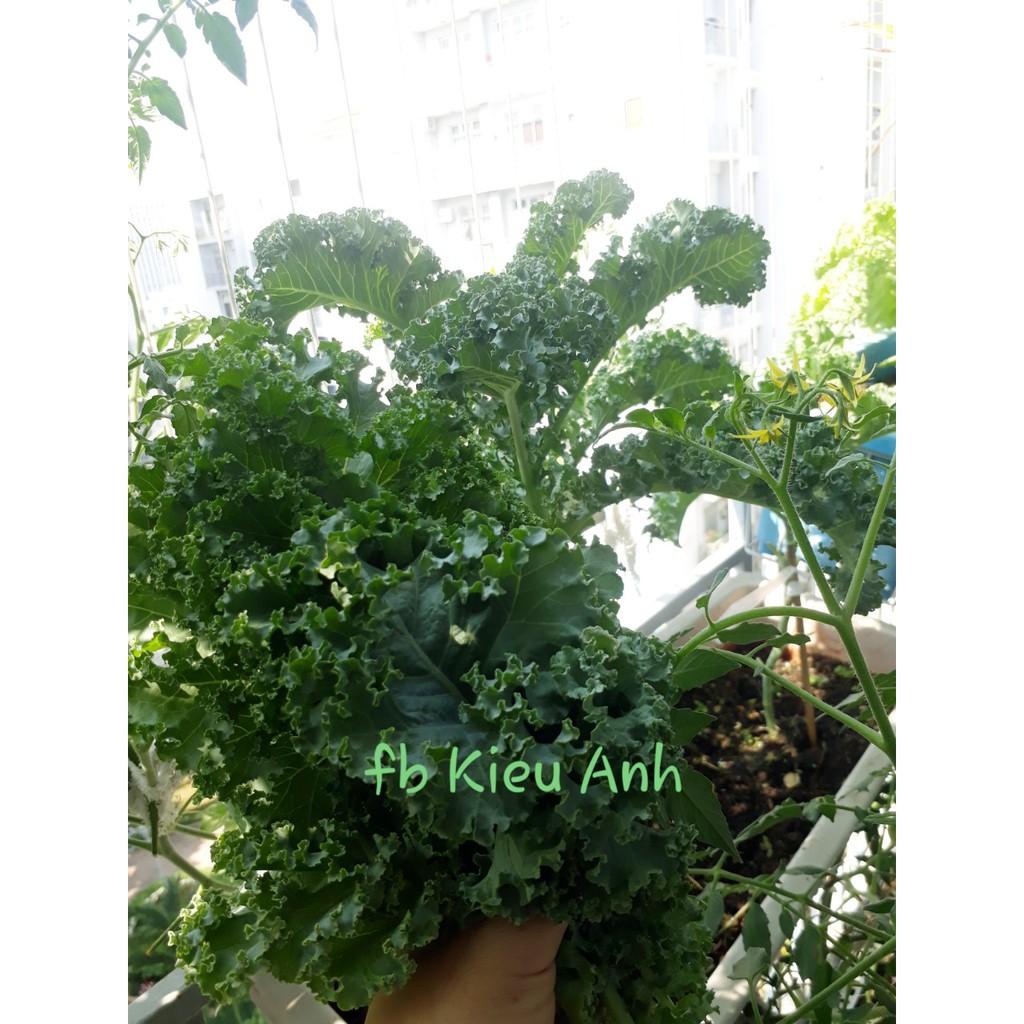 Hạt giống Cải xoăn KALE, đóng gói 2gr (khoảng 400 hạt)