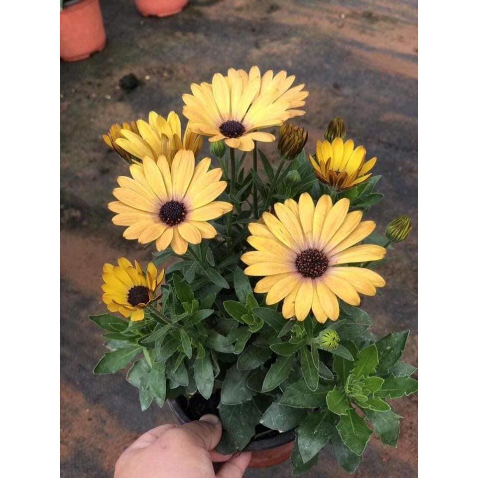 Hạt Giống Cúc Châu Phi Mix