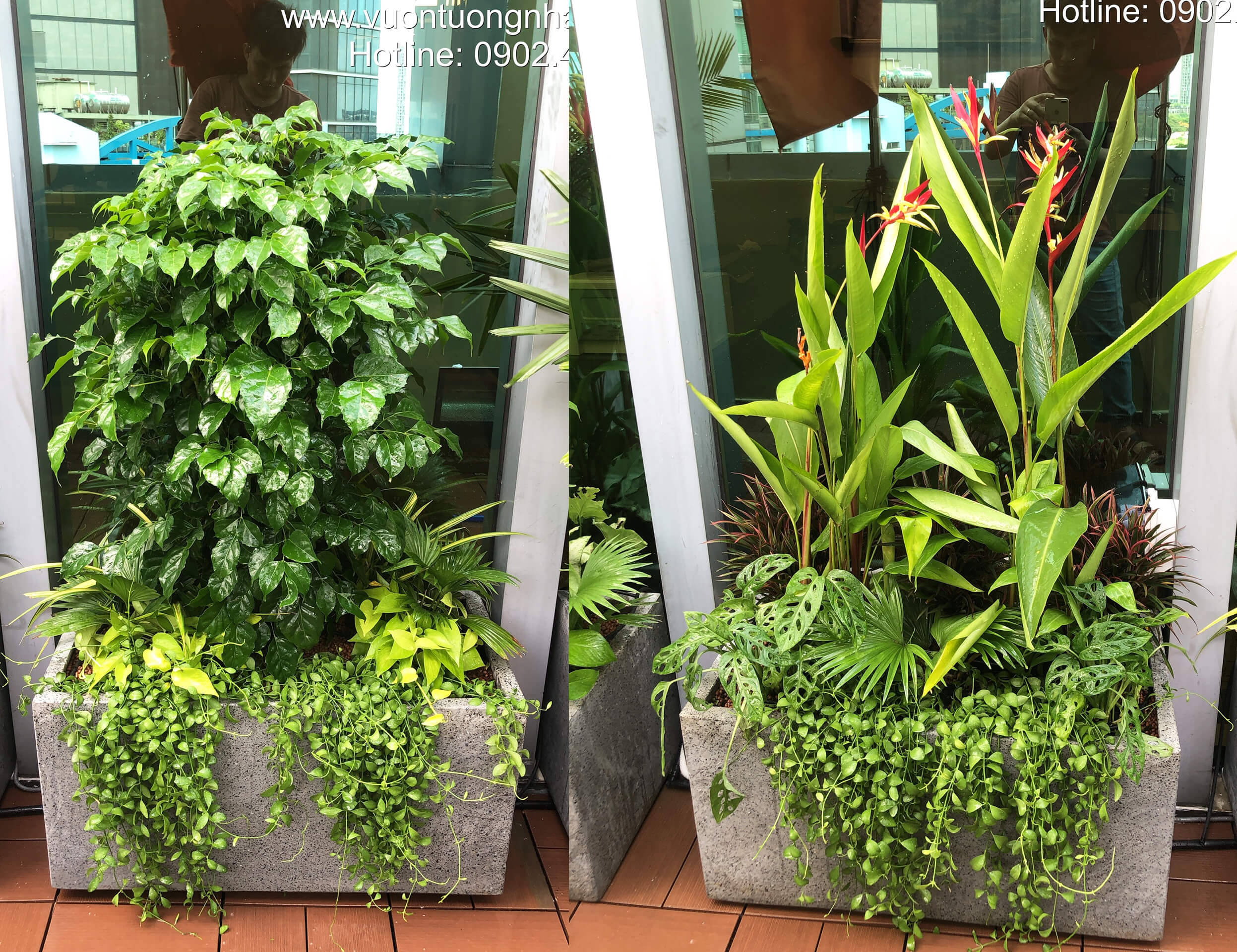 Chậu Đá Mài Cây Xanh Ban Công size lớn gồm Chậu, cây xanh, đất trồng và phân bón với thời gian bảo hành 2 tháng