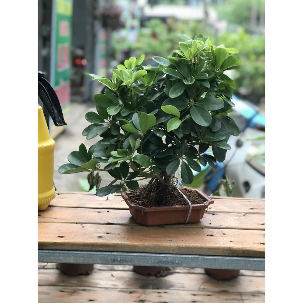 Cây ngũ gia bì bonsai