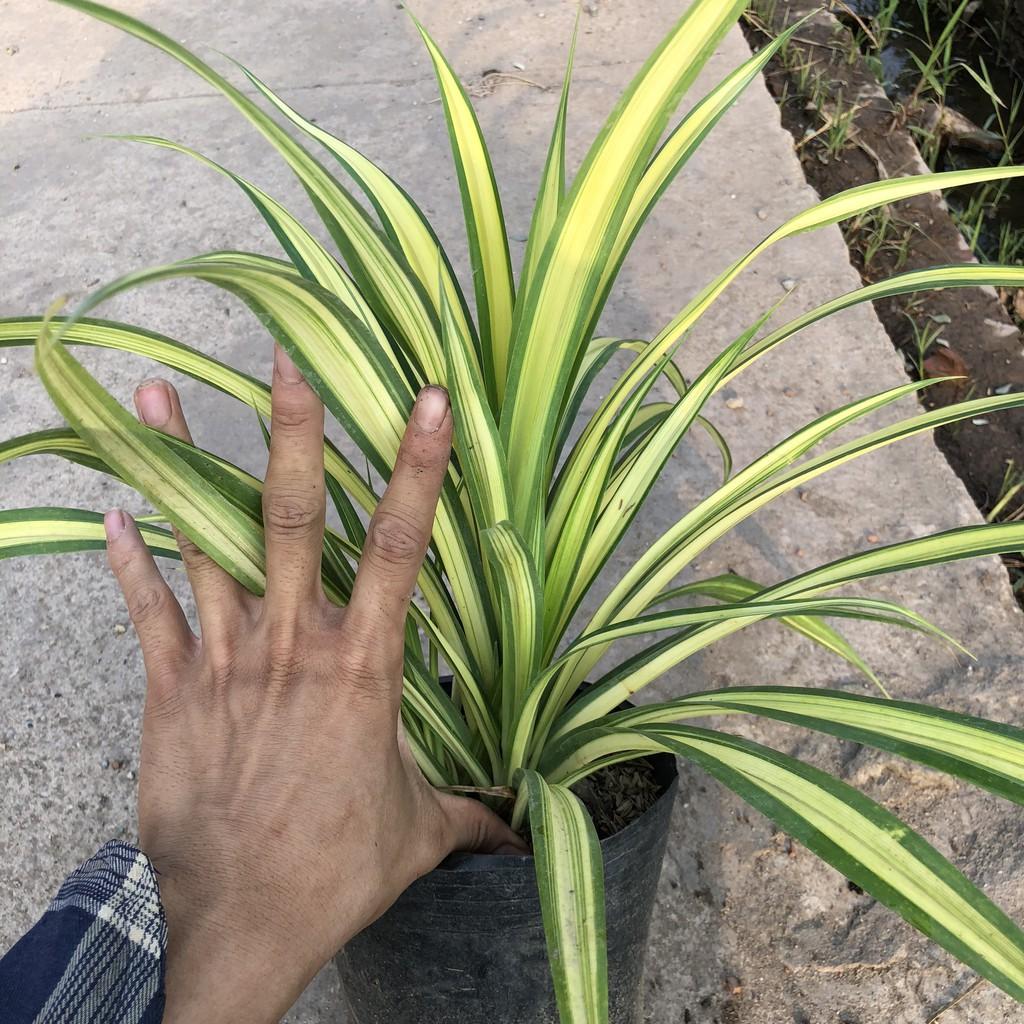 Cây dứa sọc vàng chiều cao 20cm bụi cây to khỏe lá vươn dài đẹp sức sống tốt thích hợp trang trí sân vườn