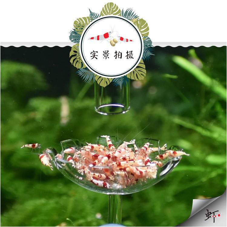 Đĩa cho tép ăn - phụ kiện thủy sinh - shopleo