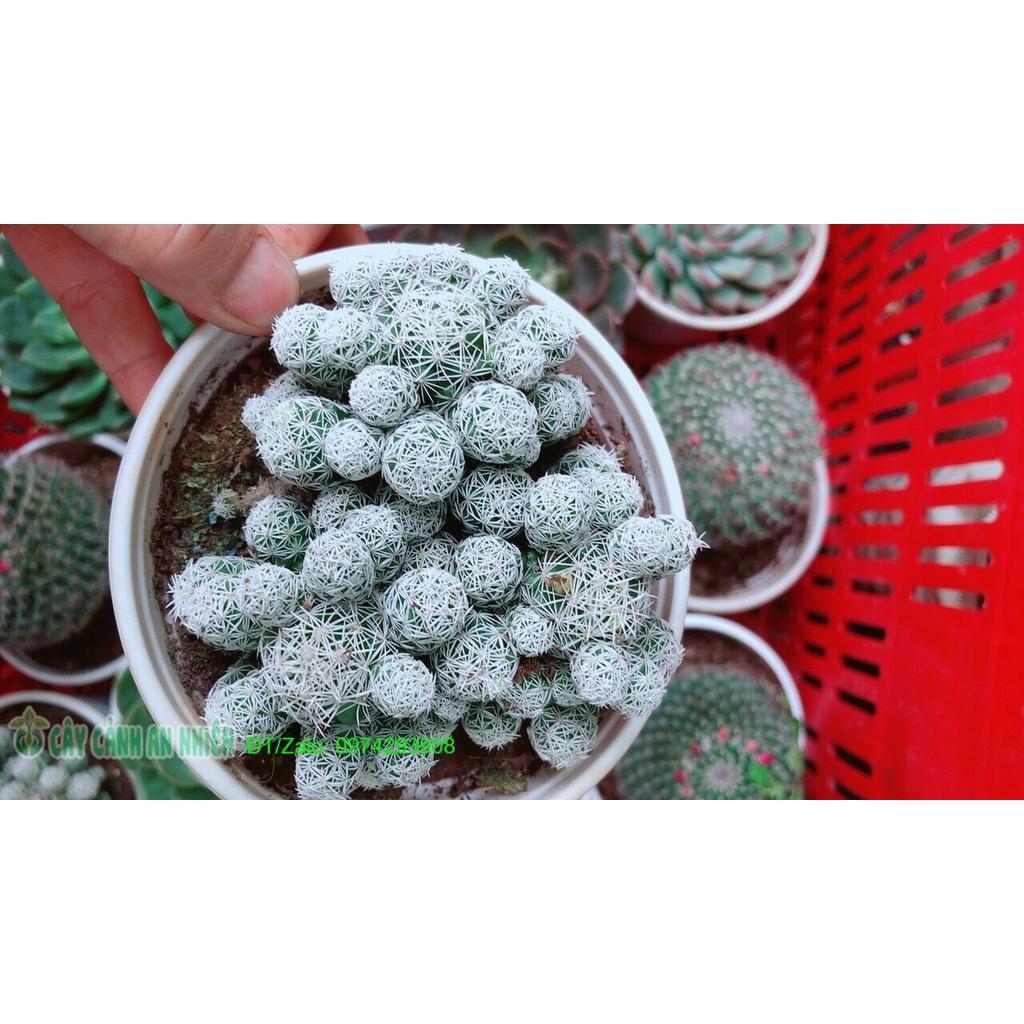 Xương Rồng Trứng Chim