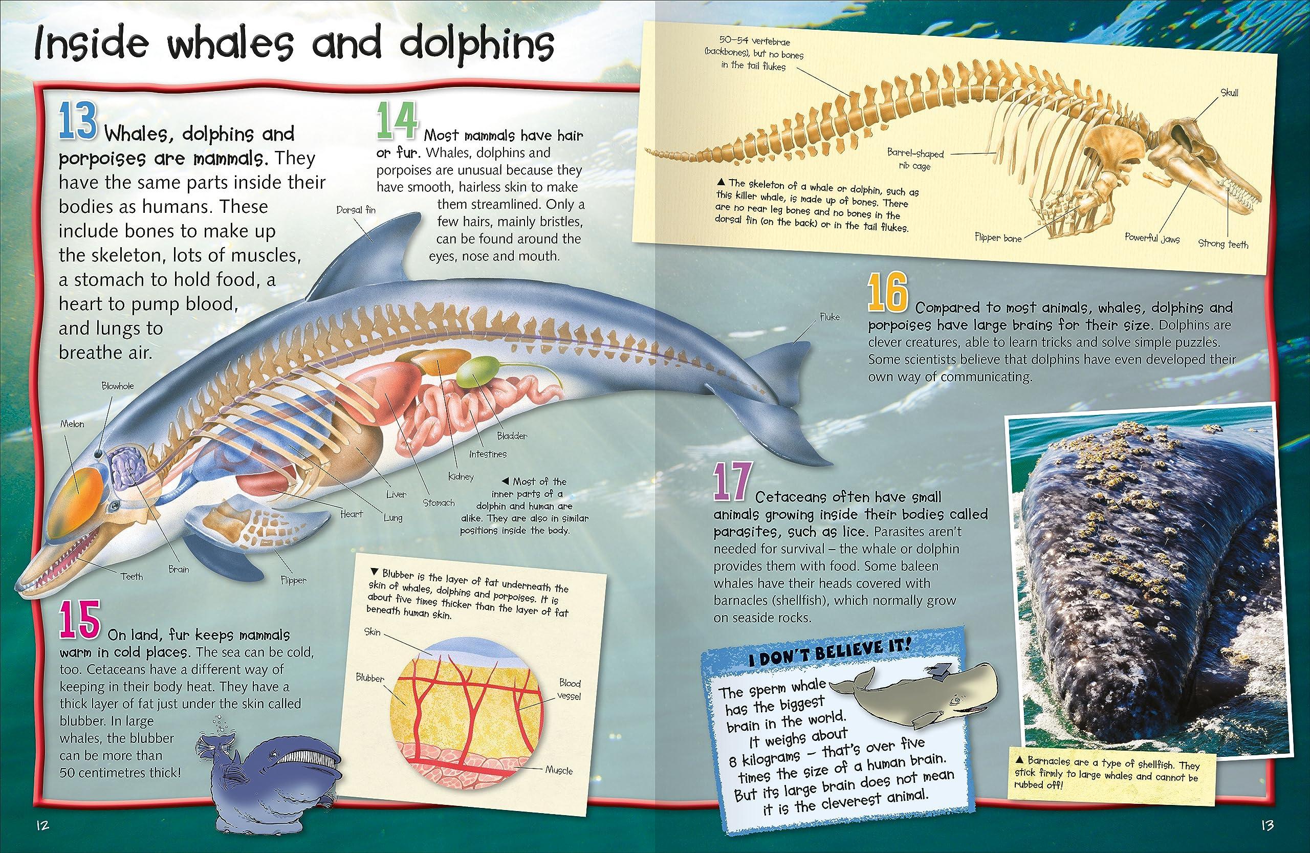 Sách ngoại văn: 100 Facts Whales And Dolphins