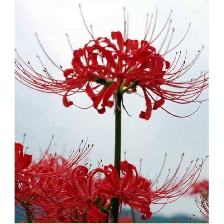 Củ giống hoa bỉ ngạn đỏ