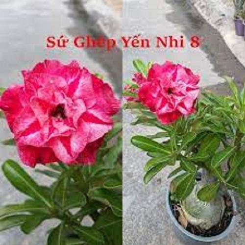Cây sứ thái kép " HỎA.CHÂU "- củ size to đại bự ,rễ quái thành hình, hàng tuyển loại 1