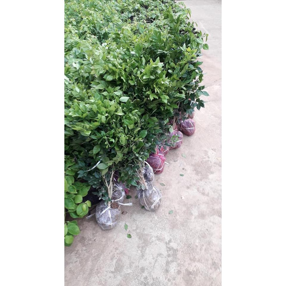 COMBO 05 CÂY NGUYỆT QUẾ CÂY - CÂY BONSAI - CÂY GIỐNG NGUYÊN BẦU TO KHỎE