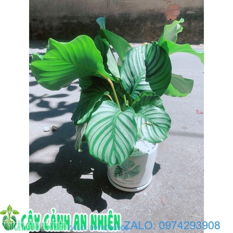 Chậu Cây Đuôi Công Táo