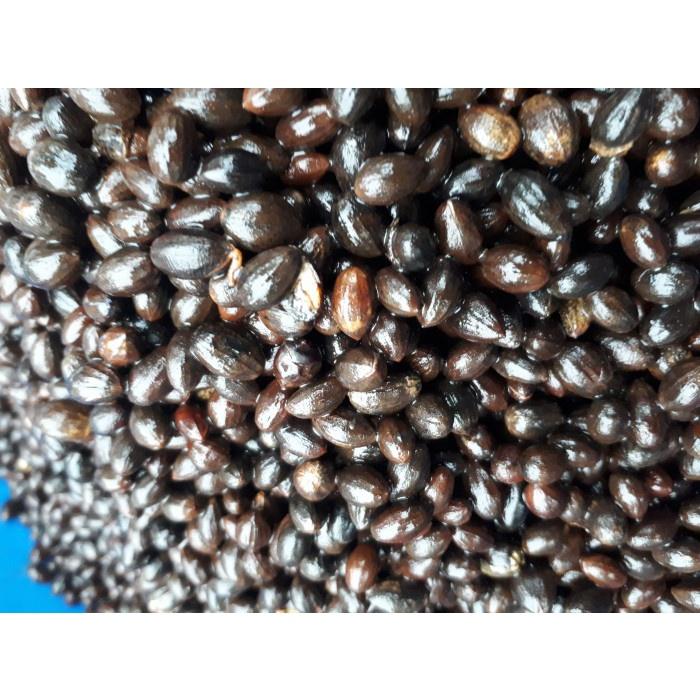 0,5 KG HẠT GIỐNG CÂY SAO ĐEN  .(
