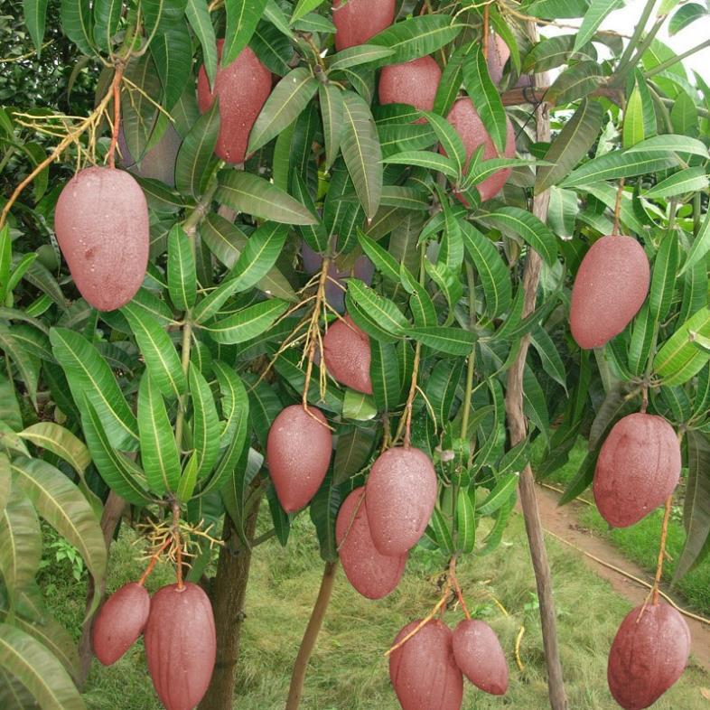 Cây giống XOÀI ÚC - Giống chuẩn F1 - Siêu sai quả ngon, ngọt