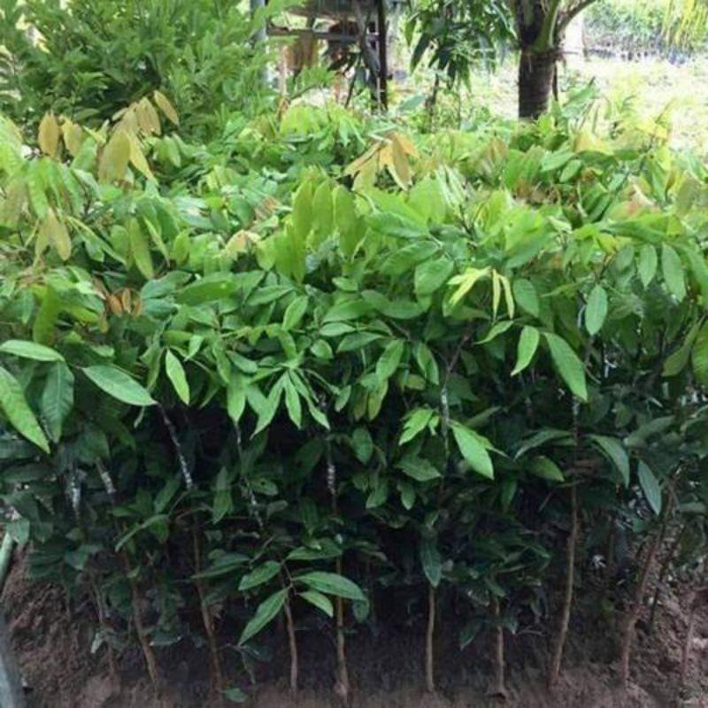 CÂY GIỐNG VẢI KHÔNG HẠT SIÊU SỚM