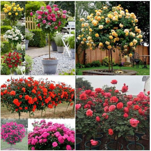Hạt giống hoa hồng thân gỗ nhiều màu 20 hạt/gói