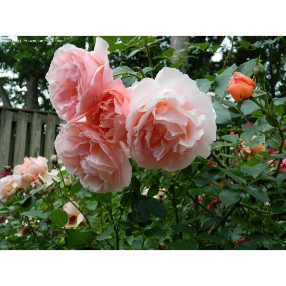 Hoa hồng ngoại Heaven On Earth Rose sang chảnh cực thơm