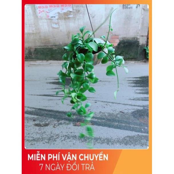 Đô La Dây Vỏ Ốc