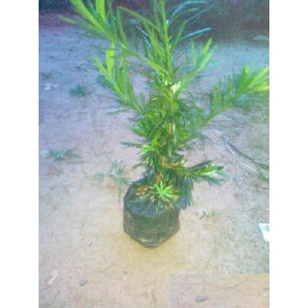 COMBO 3 cây giống TÙNG LA HÁN - CÂY BONSAI - SIÊU ĐẸP GIÁ SIÊU RẺ