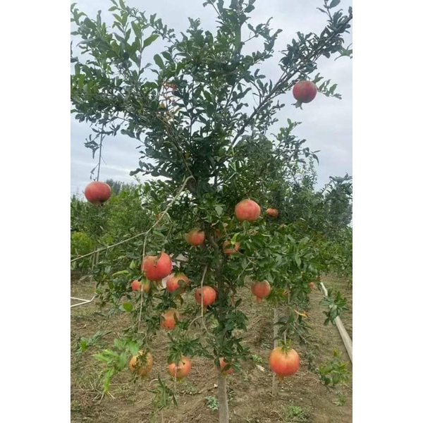 Cây Lựu Đỏ Ấn Độ .