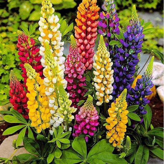 Hạt Giống Hoa Đậu Lupin Mix Màu 50hạt/gói