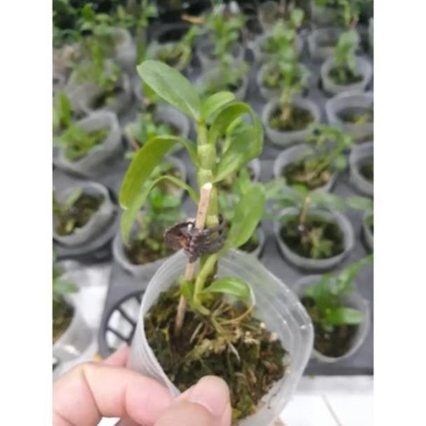Hoa phong lan phi điệp 5ct cánh trắng phú thọ gieo hạt ki mập khỏe ấm chậu